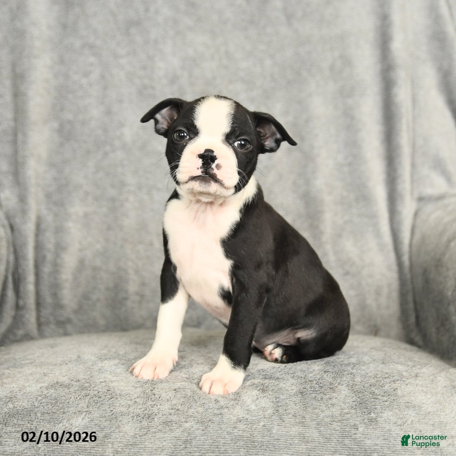 Boston Terrier dogs Beauty - Ad 2