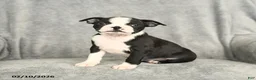 Boston Terrier dogs for sale: Beauty - Ad 2