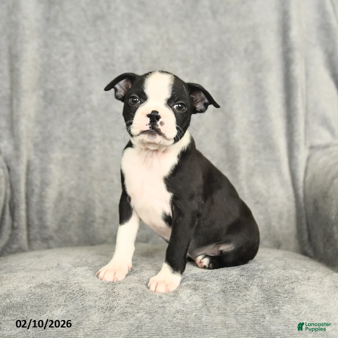 Boston Terrier dogs for sale: Beauty - Ad 2