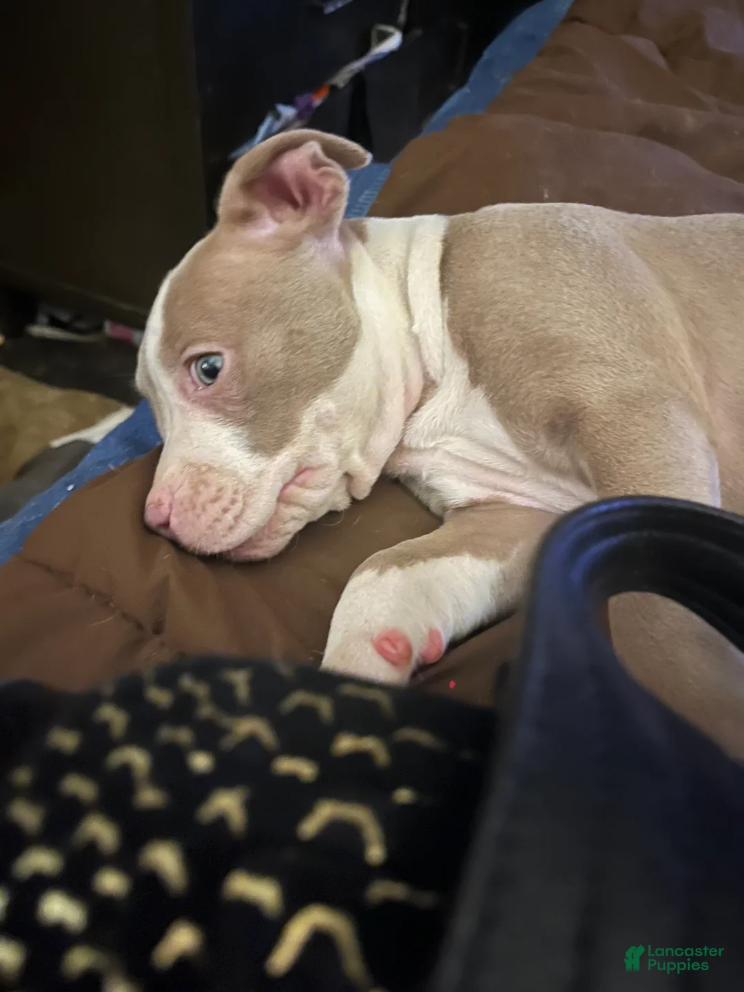 American Pit Bull Terrier dogs for sale: American Pit Bull Terrier Puppy 2 - Ad 2