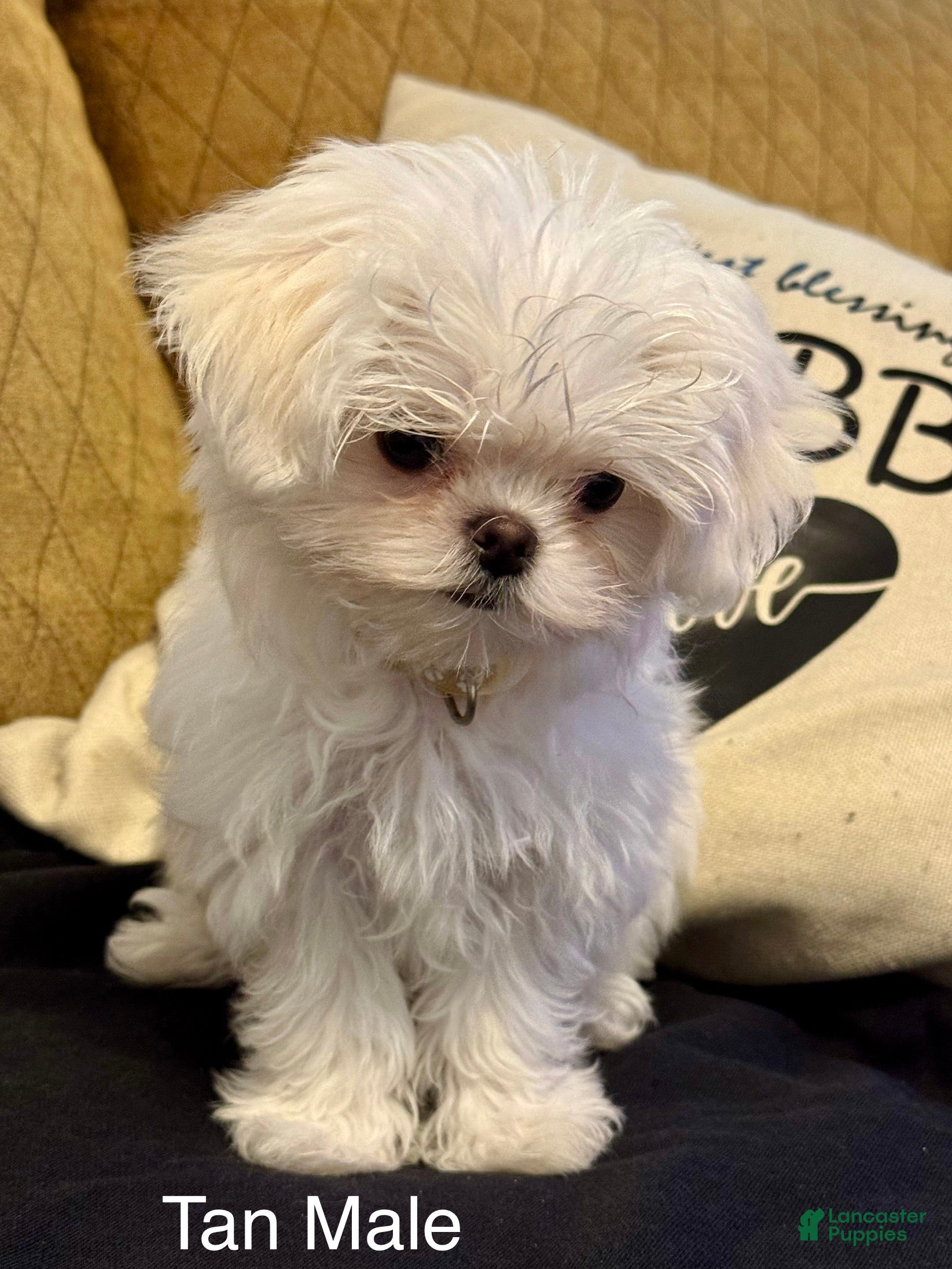 Maltese dogs Maltese Puppy 3 (tan male) - Ad 1