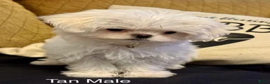 Maltese Puppy 3 (tan male)