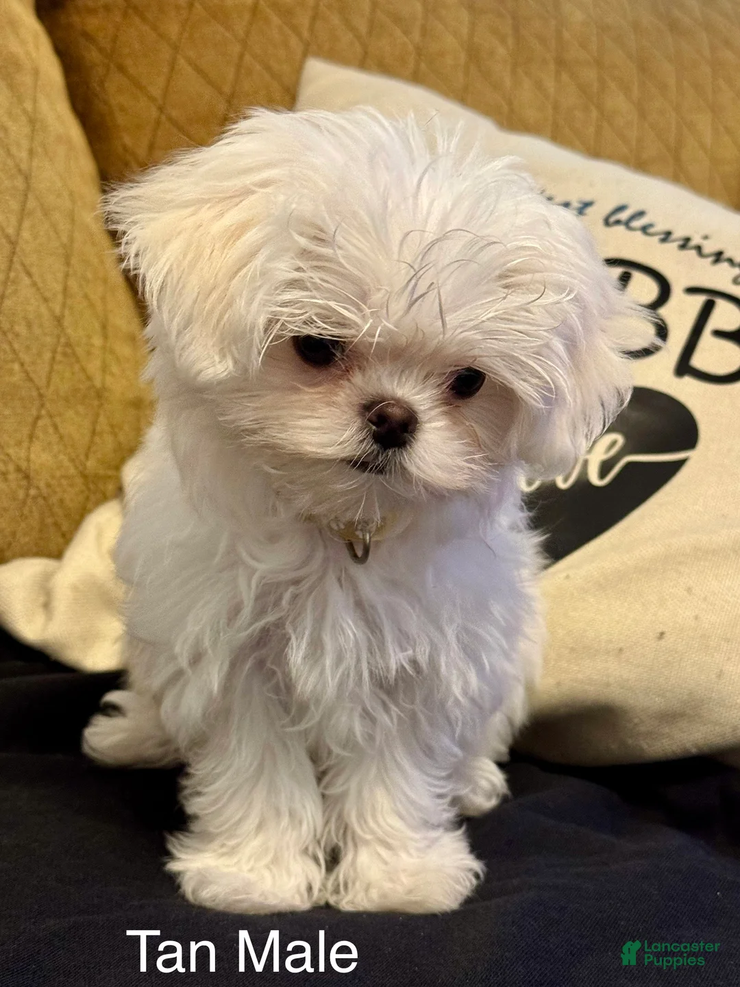 Maltese dogs for sale: Maltese Puppy 3 (tan male) - Ad 1