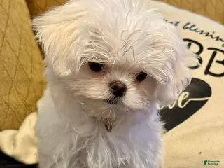 Maltese dogs for sale: Maltese Puppy 3 (tan male) - Ad 2