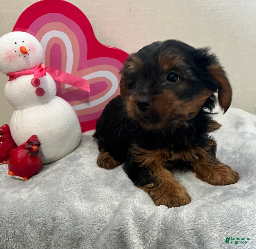 Yorkshire Terrier dogs for sale: Liam - Ad 2