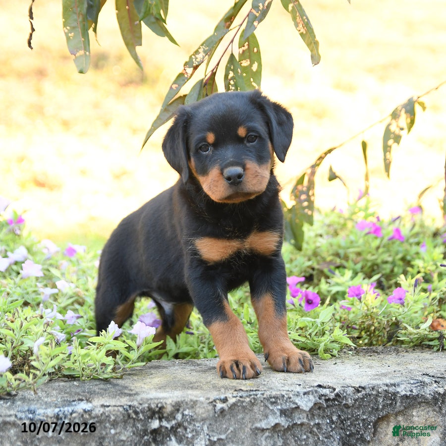 Doberman Pinscher dogs Buster - Ad 2