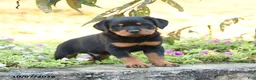 Doberman Pinscher dogs for sale: Buster - Ad 2