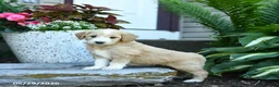 Goldendoodle dogs for sale: Ivy - Ad 3