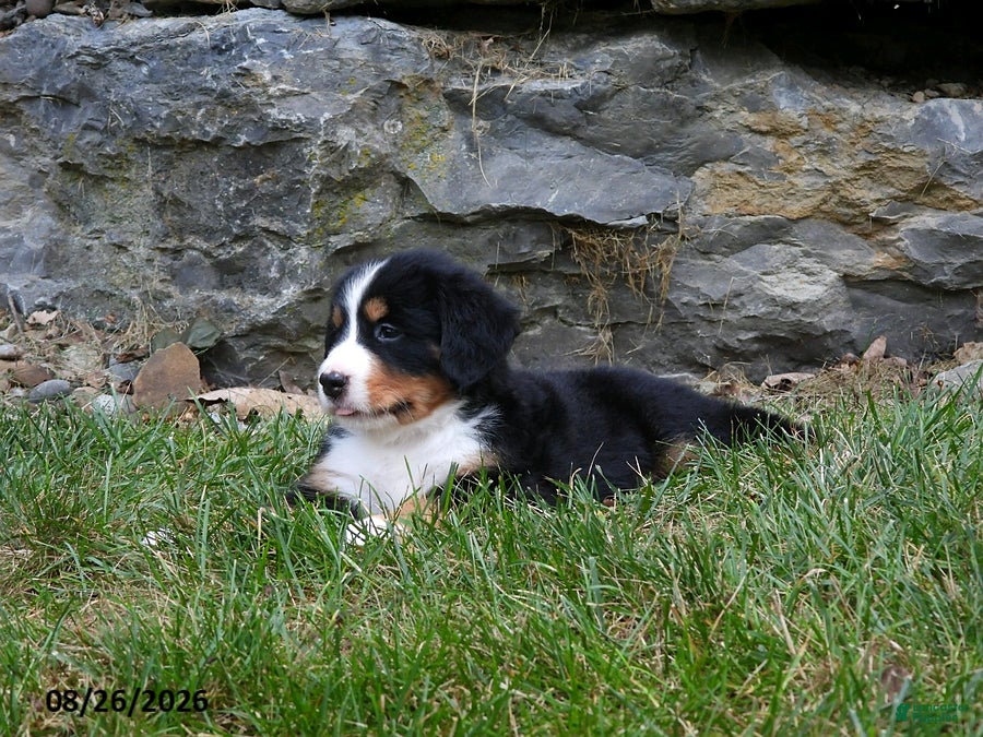 Bernese Mountain Dog dogs Delilah - Ad 2