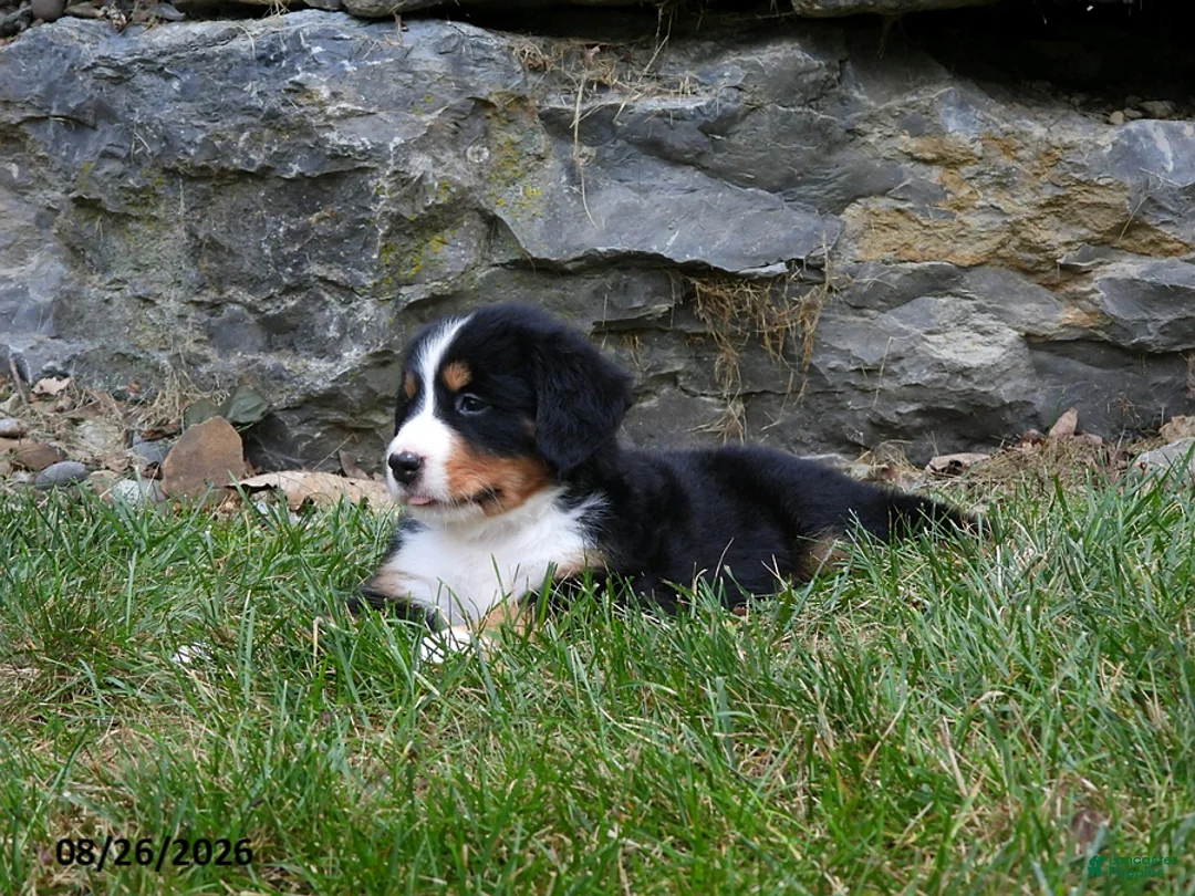 Bernese Mountain Dog dogs for sale: Delilah - Ad 2