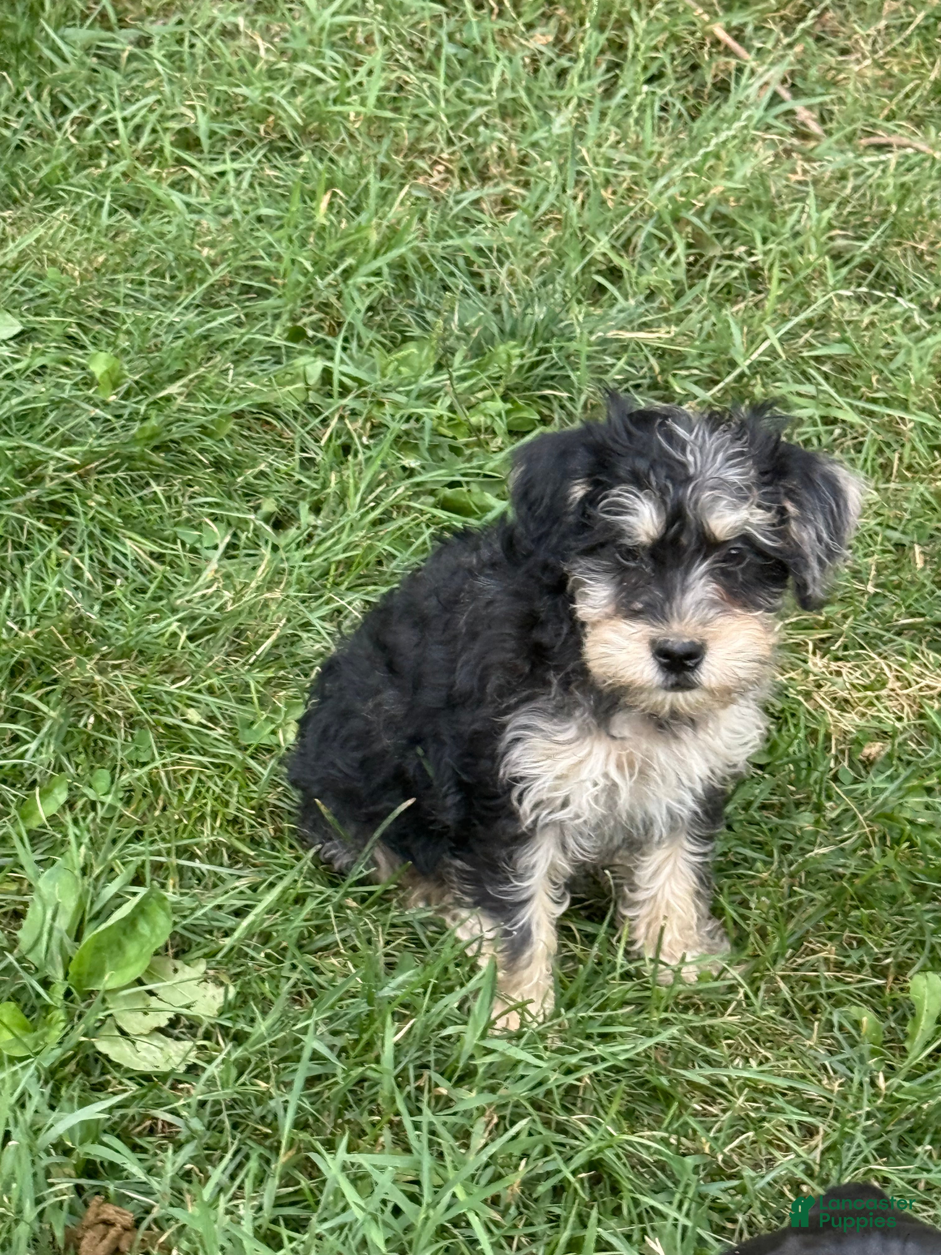 Schnoodle dogs Sadie - Ad 10
