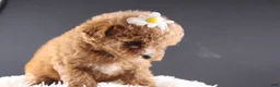 Shihpoo dogs for sale: Poppy - Ad 10