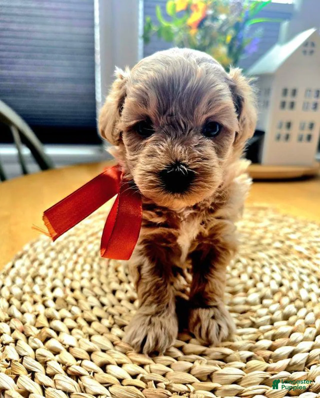 Maltipoo dogs for sale: Daisy - Ad 2