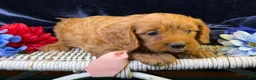 Cavapoo dogs for sale: Reef - Ad 7