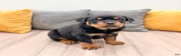 Rottweiler dogs for sale: Ranger - Ad 3