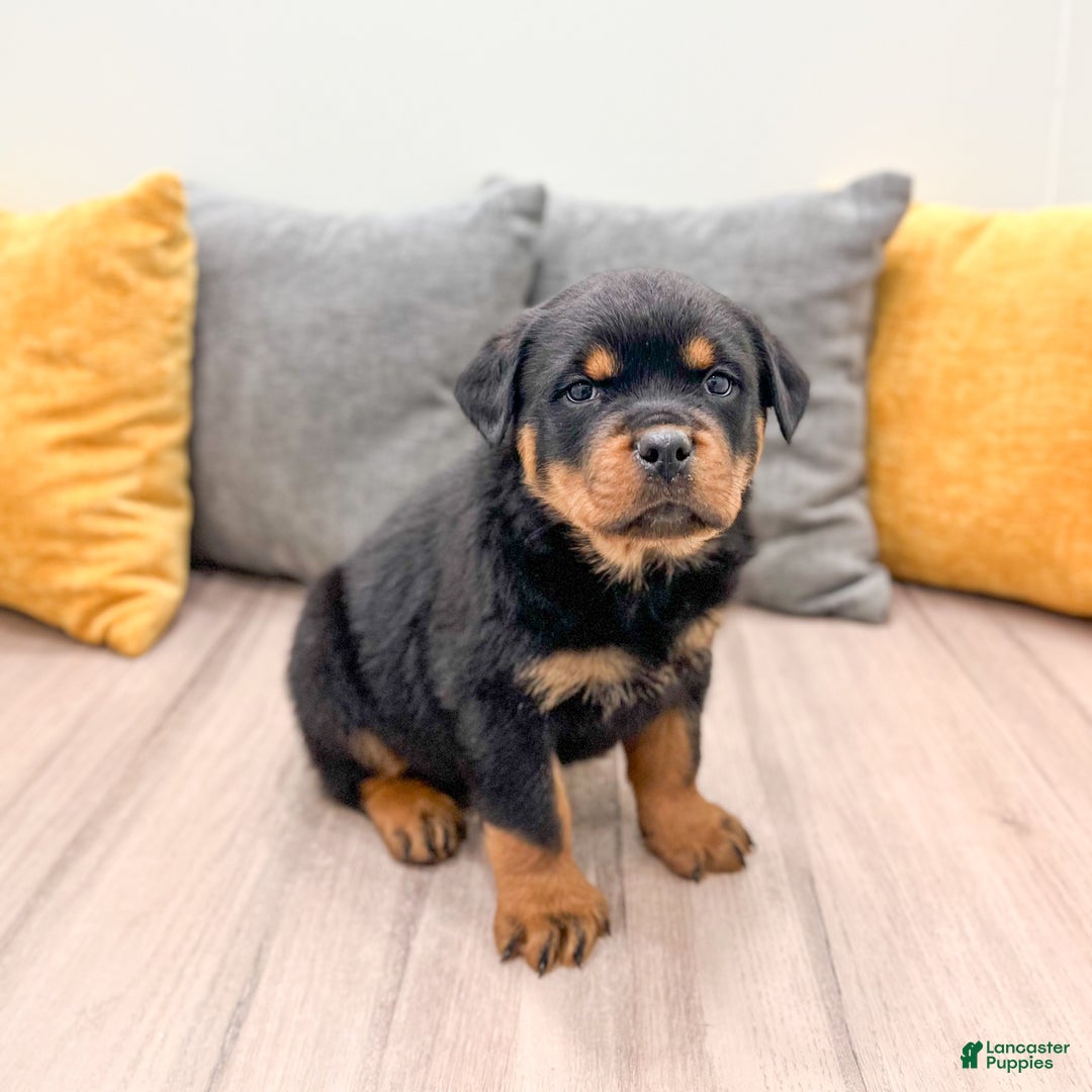 Rottweiler dogs for sale: Ranger - Ad 3