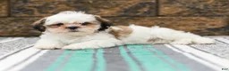Shih Tzu dogs for sale: Buttons (Raised in Home, Crate Trained & Potty Training!) - Ad 3