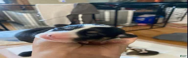 Sheldon