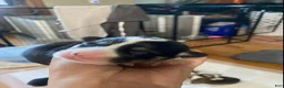 Welsh Corgi Pembroke dogs for sale: Sheldon - Ad 1