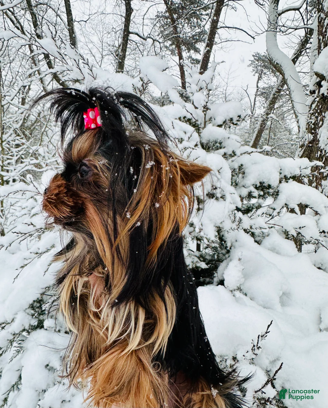 Yorkshire Terrier dogs for sale: Yorkshire Terrier Puppy 4 - Ad 8