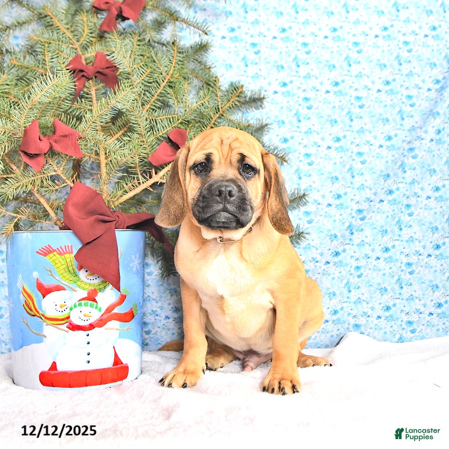 Puggle dogs Hosea - Ad 6
