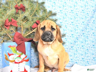 Puggle dogs Hosea - Ad 8