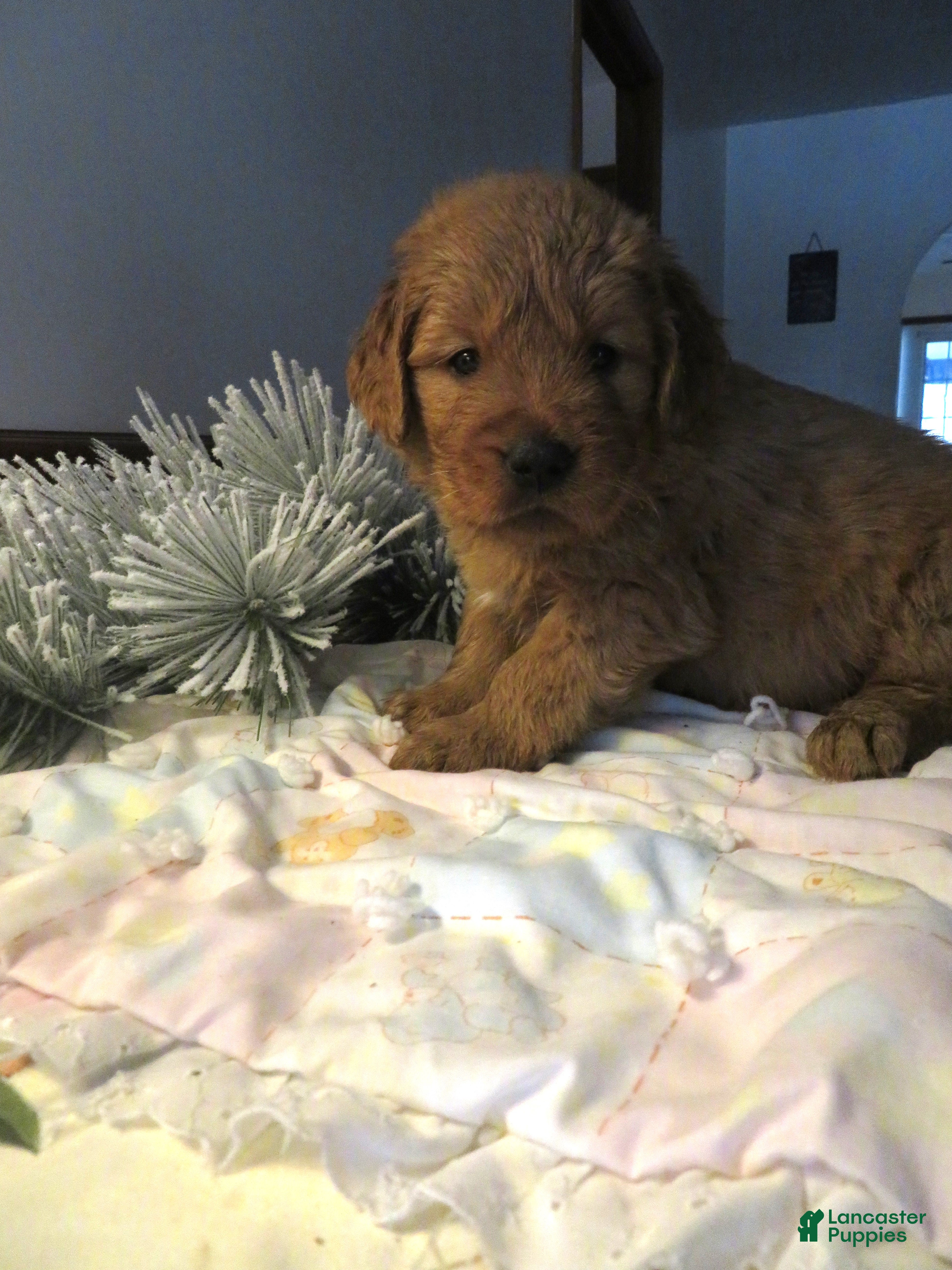 Golden Retriever dogs THEO - CHAMPION LINE - Ad 10