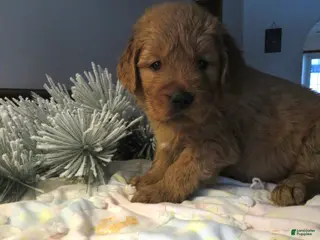 Golden Retriever dogs THEO - CHAMPION LINE - Ad 10