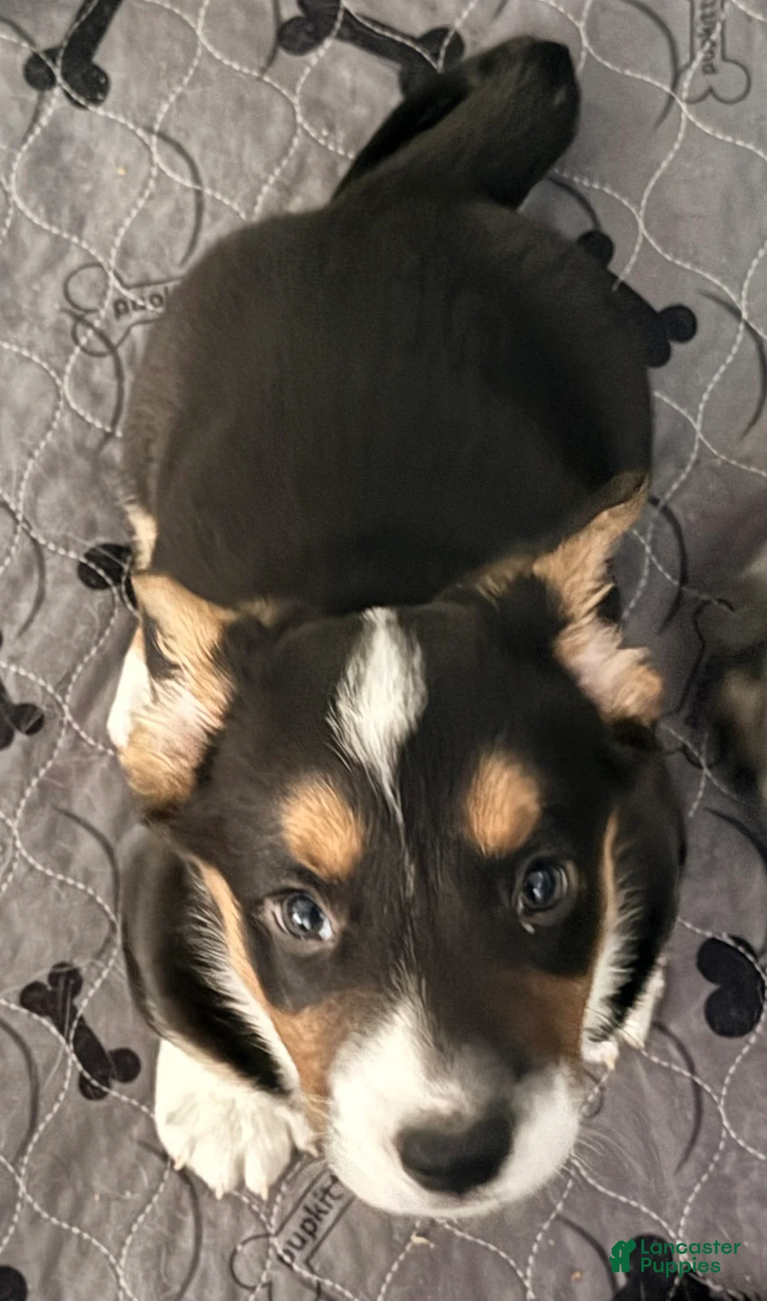 Welsh Corgi Cardigan dogs for sale: Patches - Ad 5