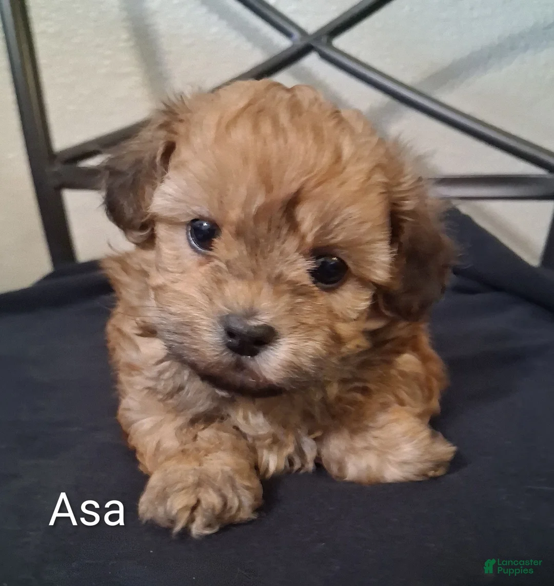 Shihpoo dogs for sale: Asa - Ad 2