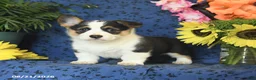 Welsh Corgi Pembroke dogs for sale: Gloria - Ad 8