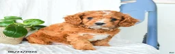 Cavapoo dogs for sale: Ferris - Ad 5