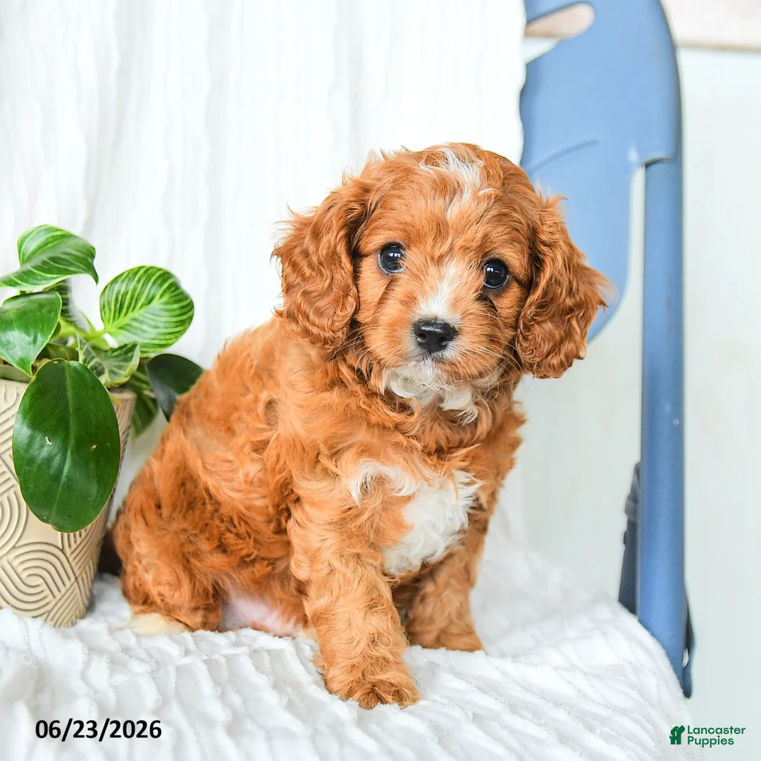 Cavapoo dogs for sale: Ferris - Ad 5
