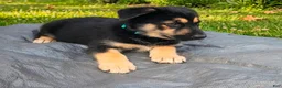 Gerberian Shepsky dogs for sale: Edward - Ad 1