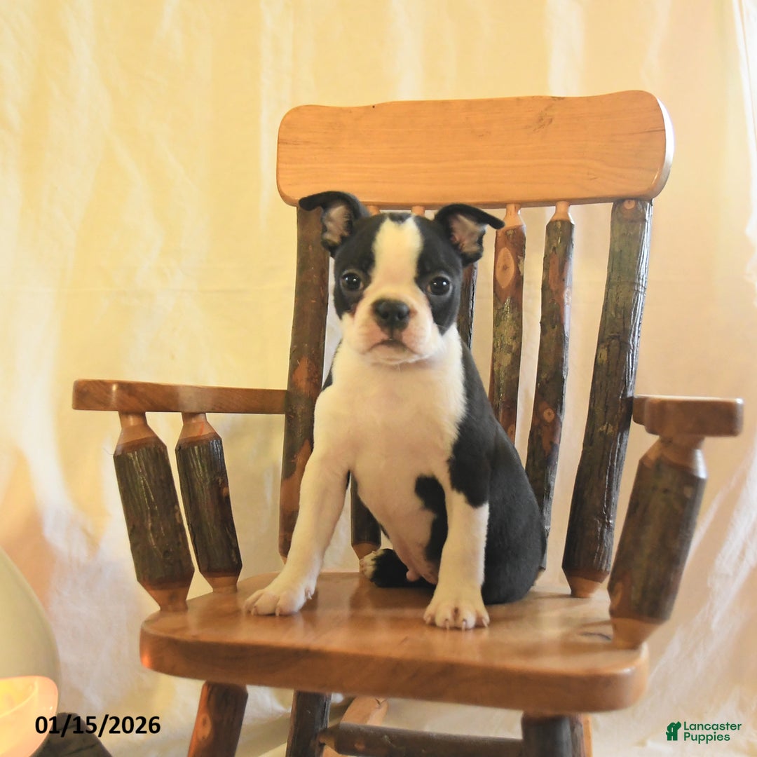 Boston Terrier dogs for sale: Goofy  - Ad 2