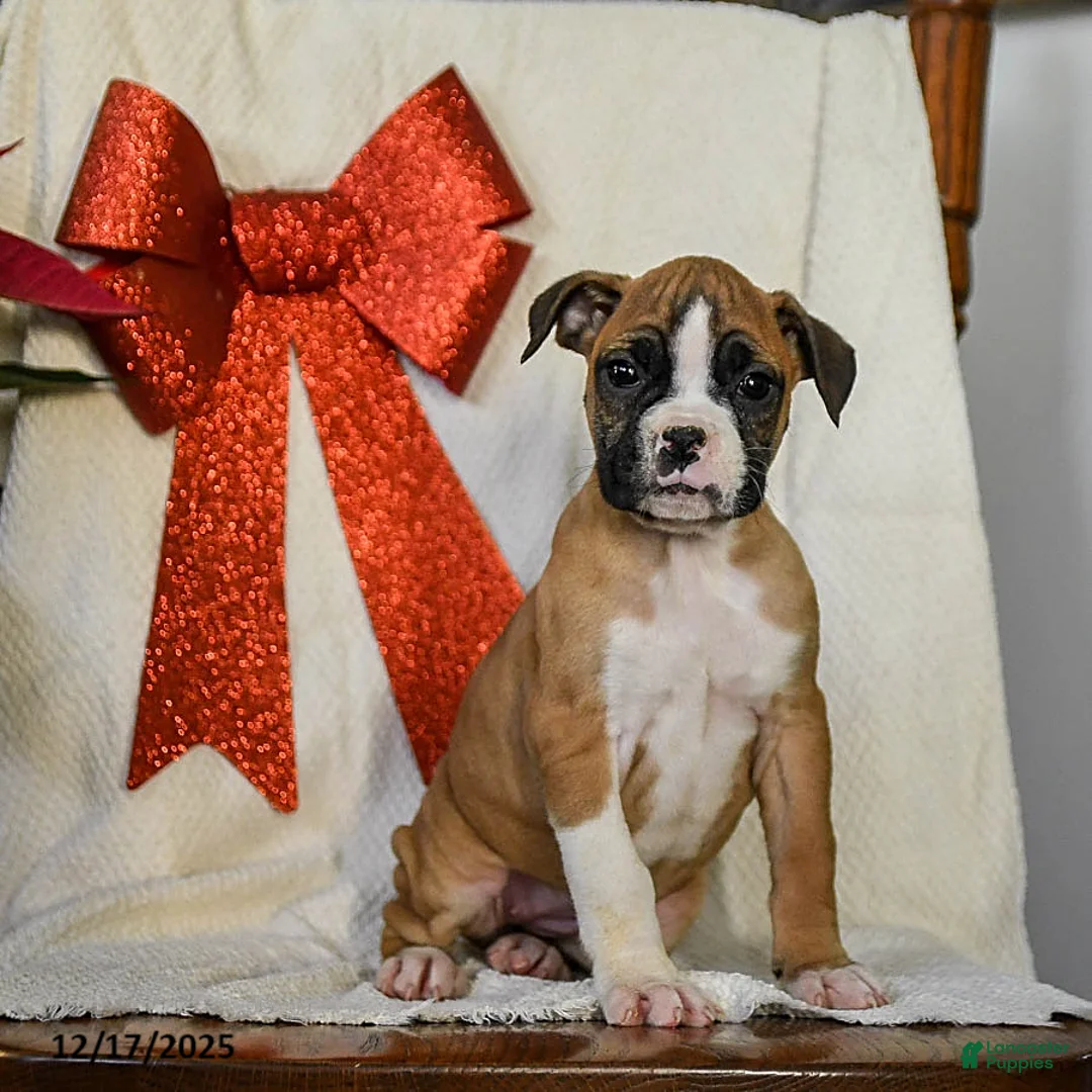 Boxer dogs for sale: Snowflake - Ad 3