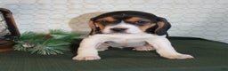 Beagle dogs for sale: Macy - Ad 7