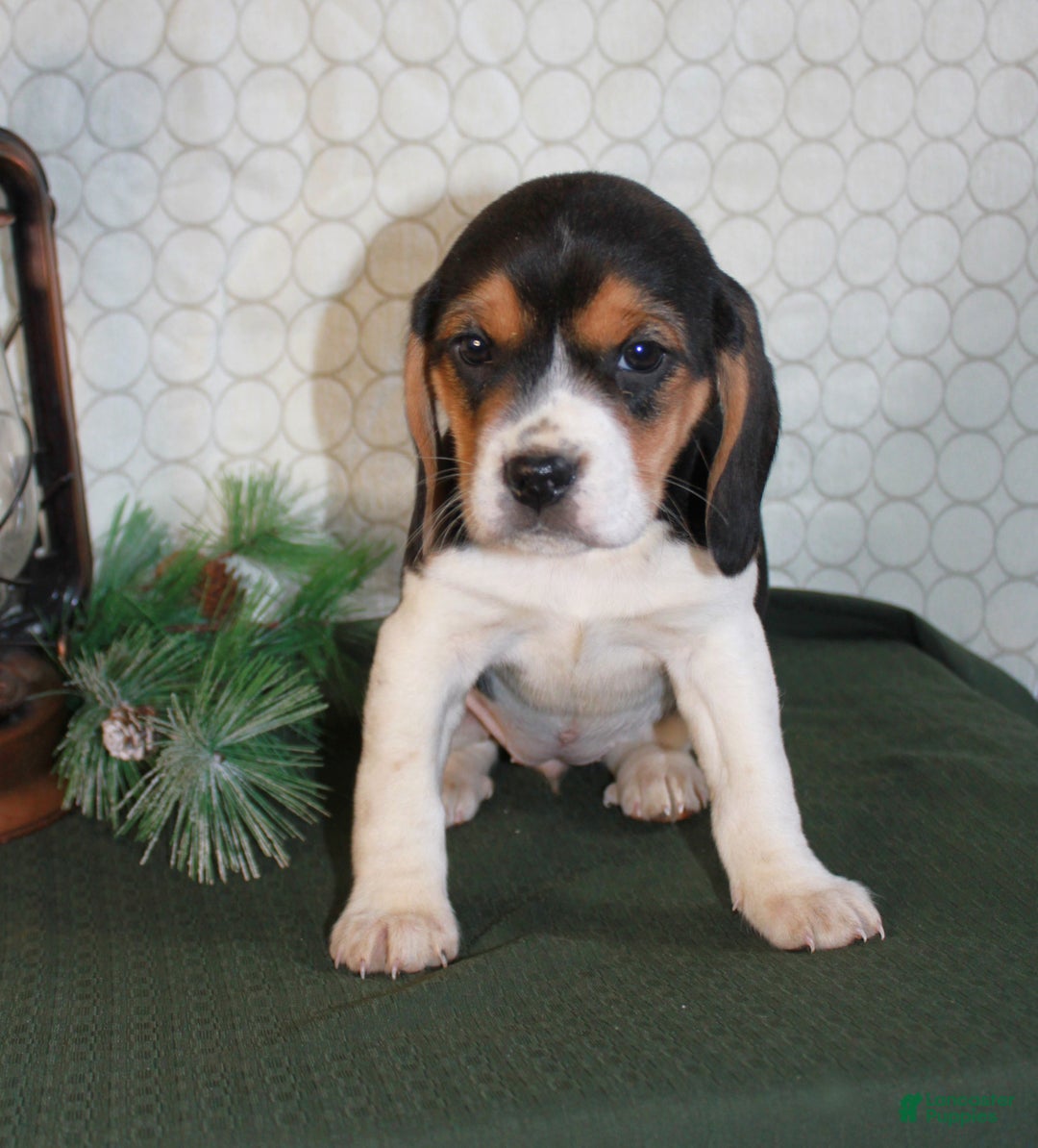 Beagle dogs for sale: Macy - Ad 7