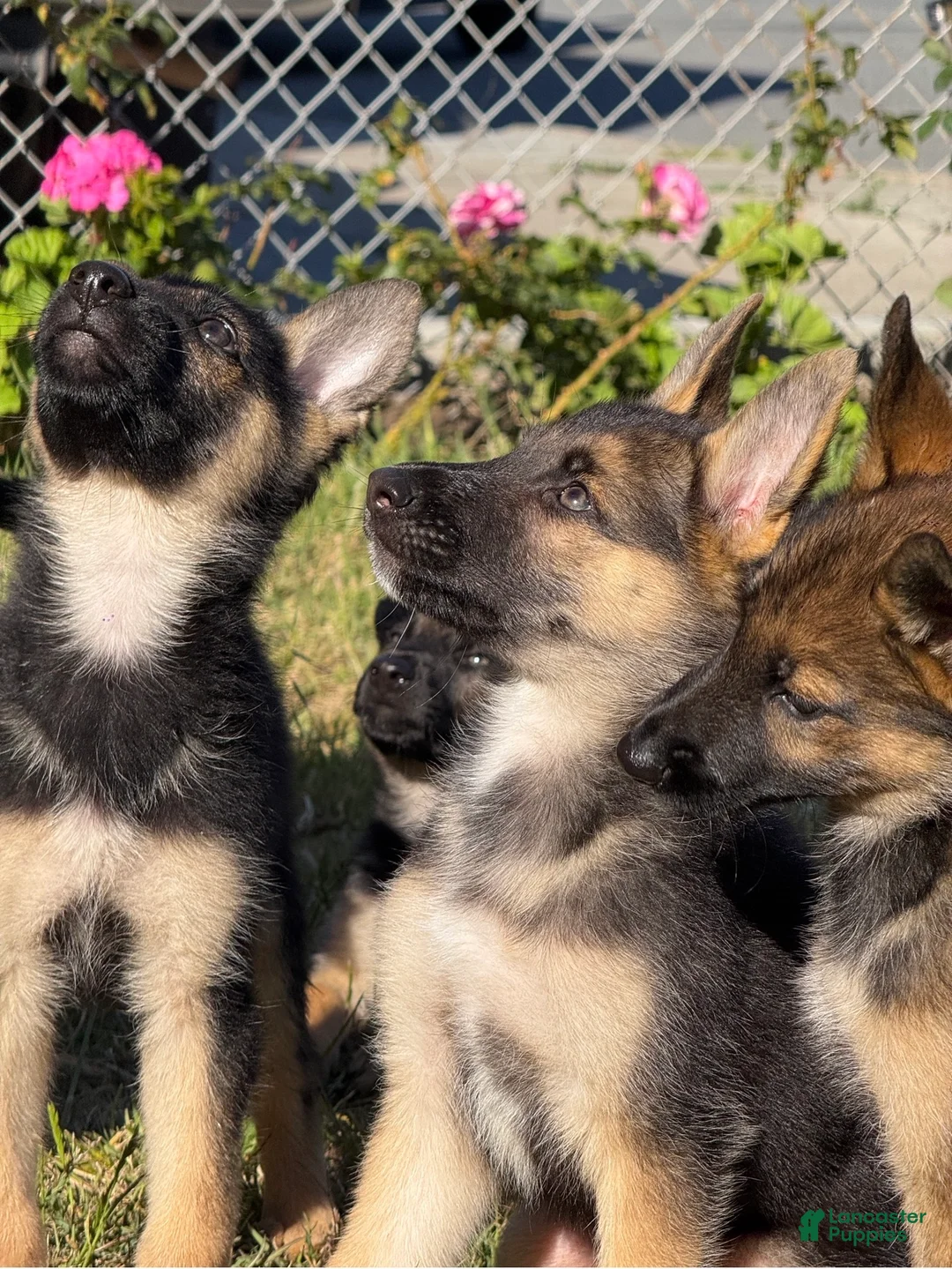 German Shepherd dogs for sale: German Shepherd 2 - Ad 10