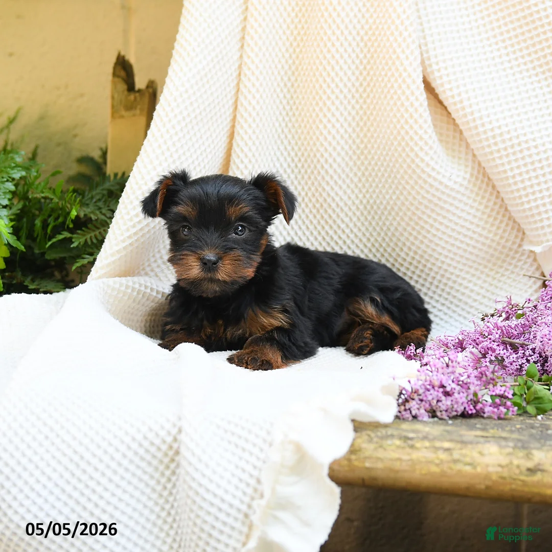 Yorkshire Terrier dogs for sale: Tao - Ad 2