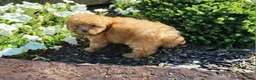 Shihpoo dogs for sale: Logan - Ad 2