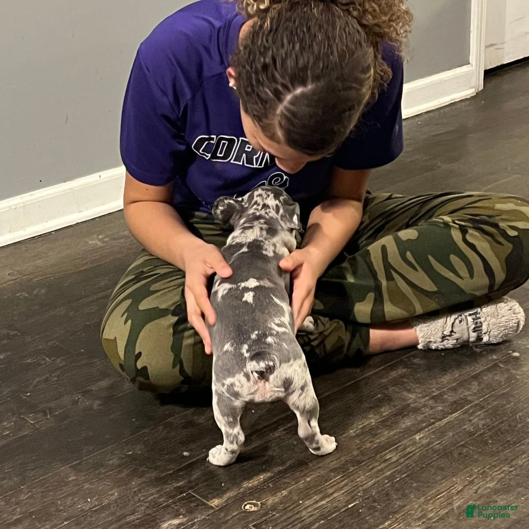 Gallery Image {{count}}