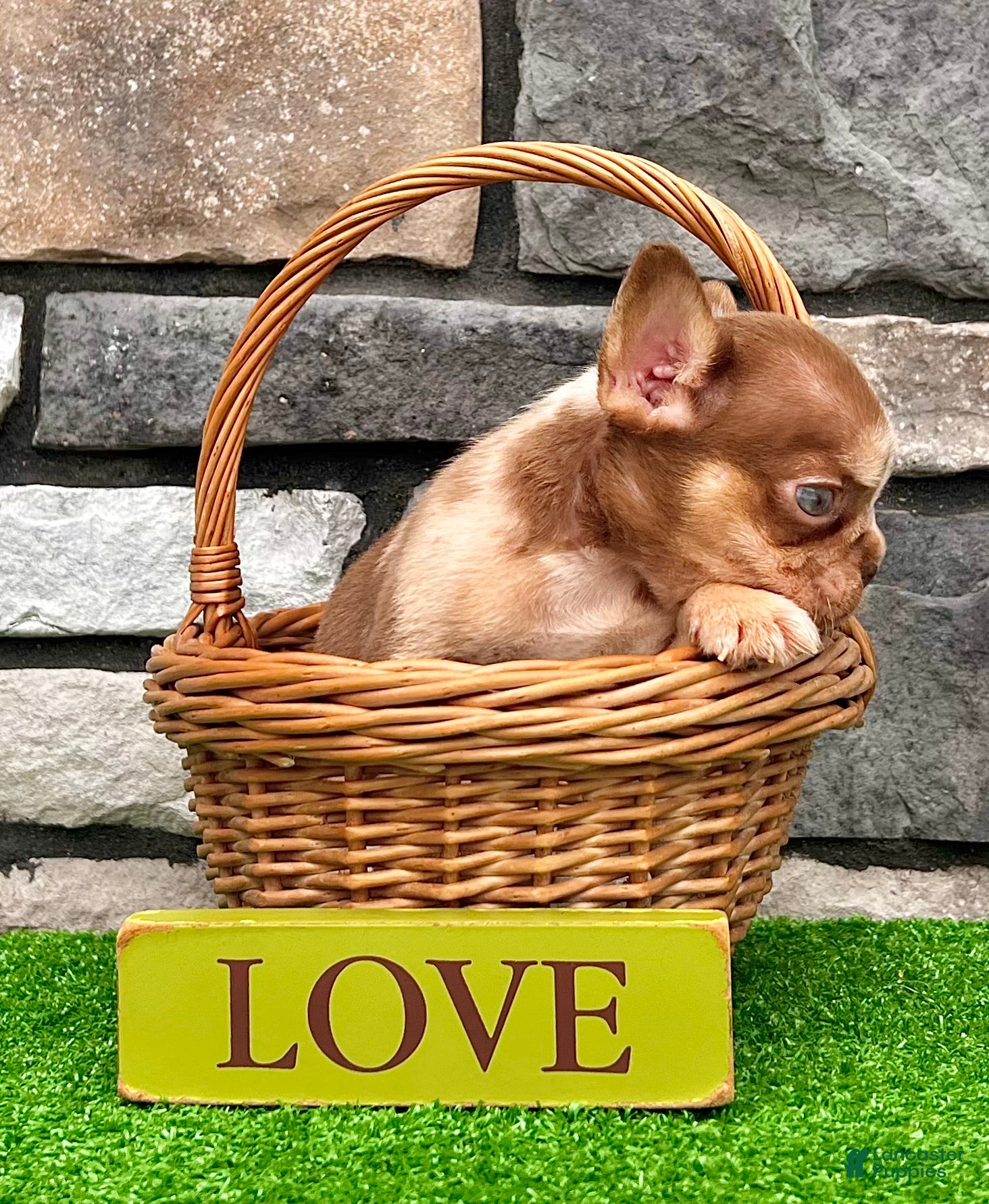 French Bulldog dogs Axel - Ad 2