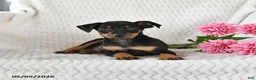Miniature Pinscher dogs for sale: Tucker - Ad 4