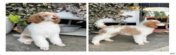 Standard Poodle dogs for sale: Sundown - Ad 2