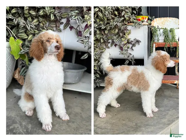 Standard Poodle dogs for sale: Sundown - Ad 2