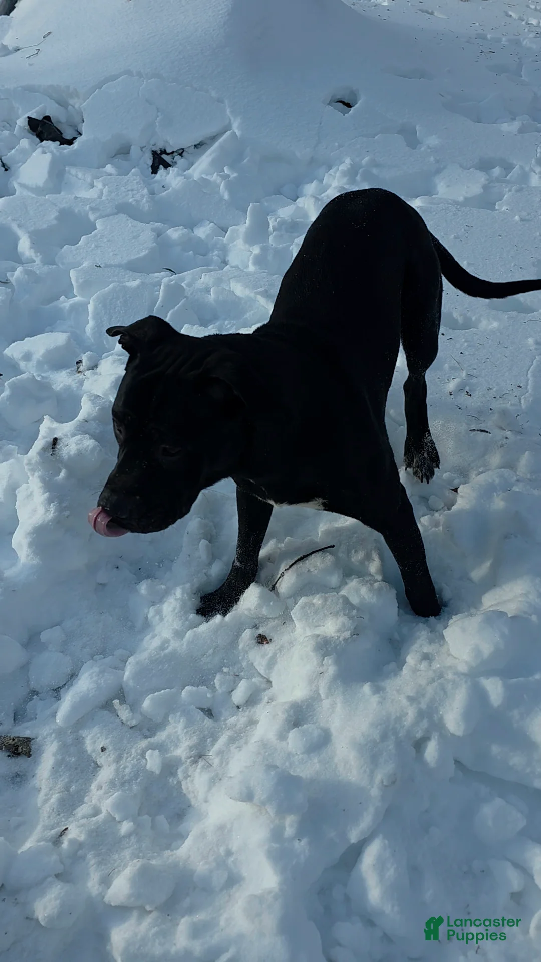 Mixed Breed dogs for sale: Wall•E - Ad 9