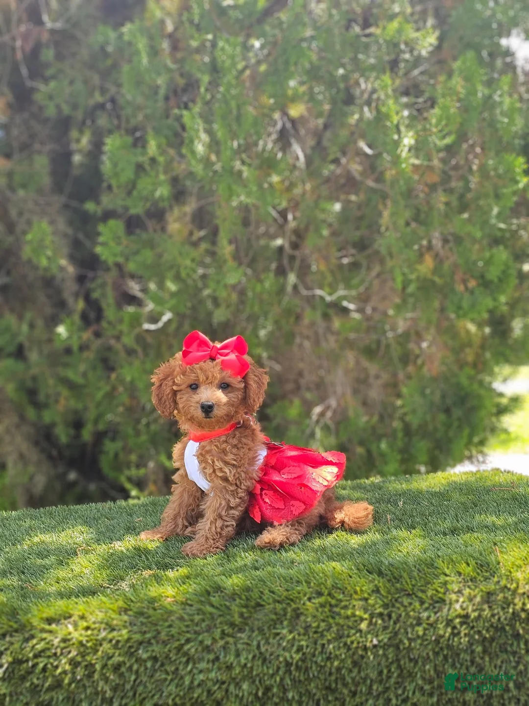 Goldendoodle dogs for sale: Cherry Couture - Ad 3
