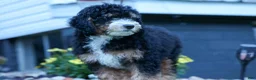 Mini Bernedoodle dogs for sale: Yandel 🦴 - Ad 9