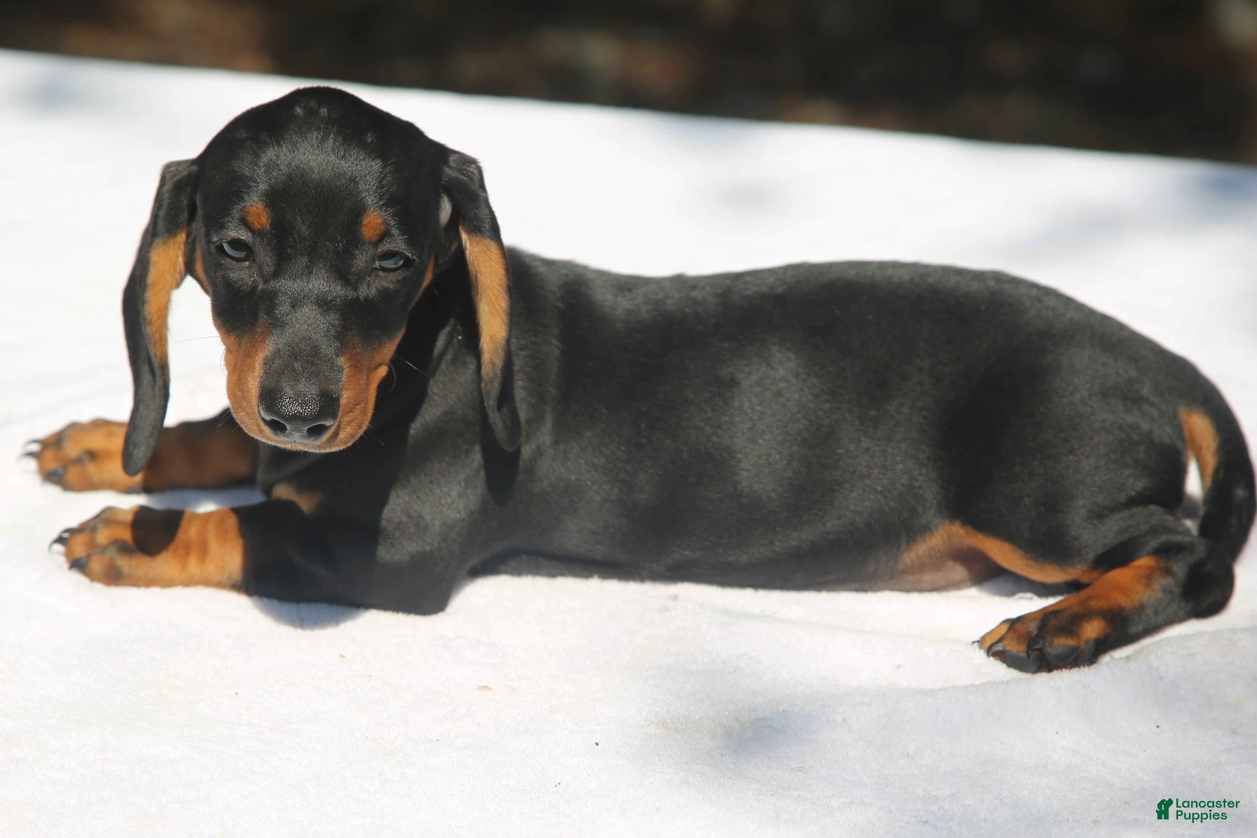 Miniature Dachshund dogs Black and Tan Smooth Tweenie - Ad 2